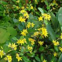 Corokia cotoneaster fleur
